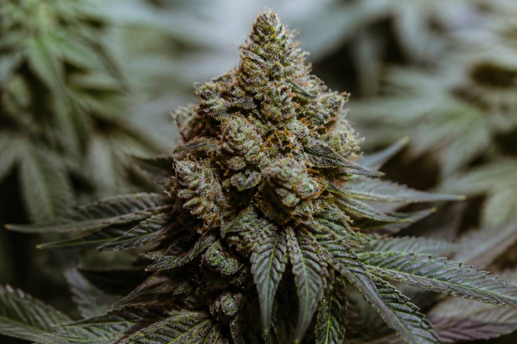 Cannabis Gorilla Glue : tout savoir sur cette variété puissante et recherchée