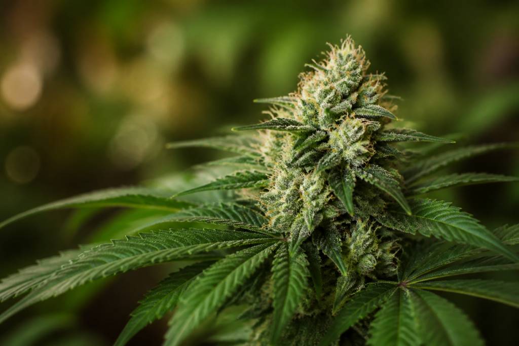 Pure haze : guide complet du cannabis premium et de ses effets