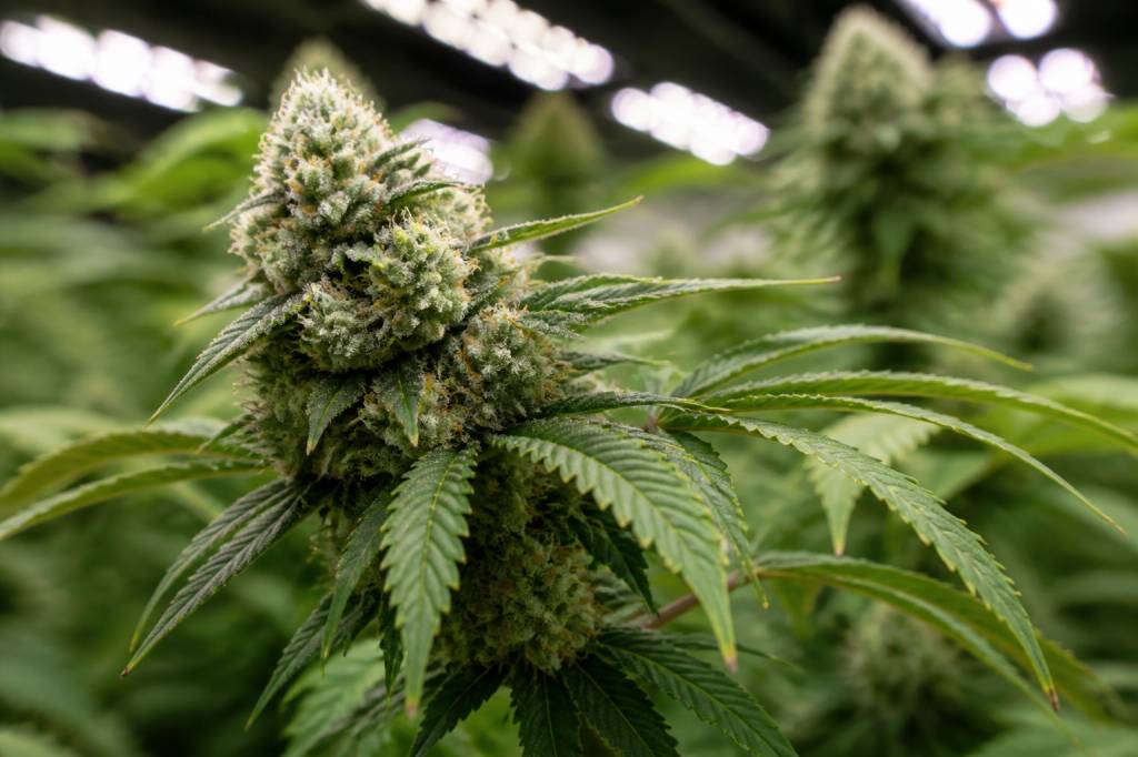 Wedding cake interieur : tout savoir sur cette variété de cannabis intérieur