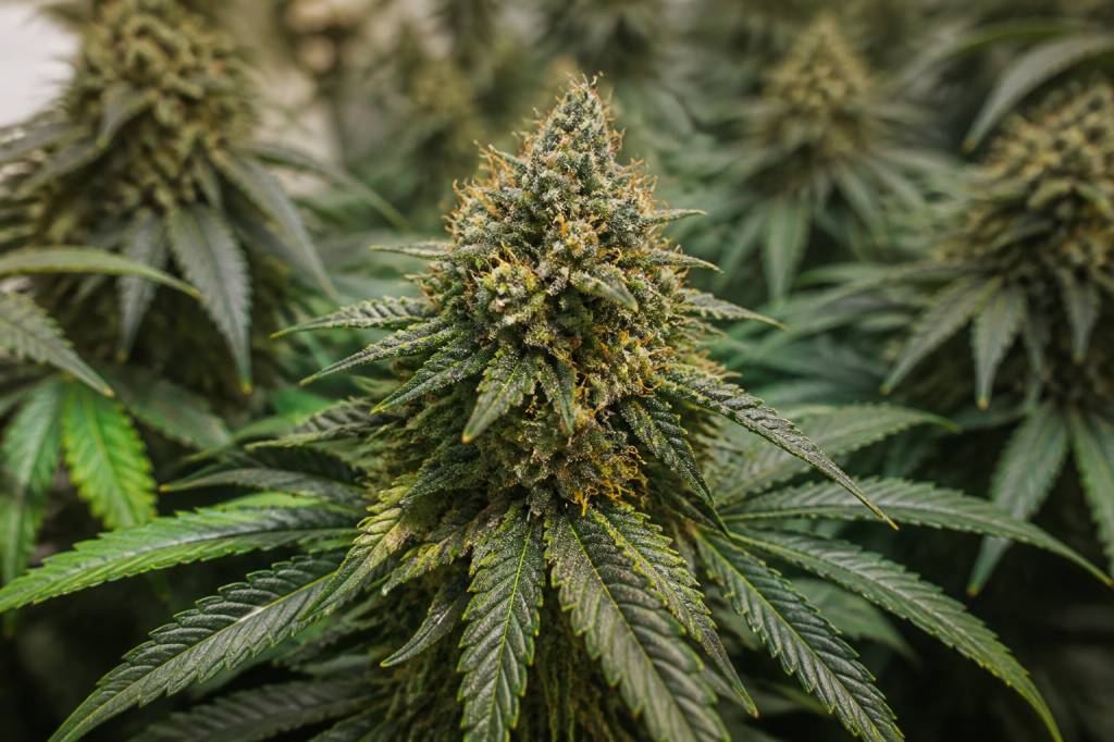 Kush banana : origine, effets et caractéristiques de cette variété de cannabis populaire